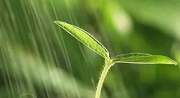 初期雨水什么情形下需納入排污許可？